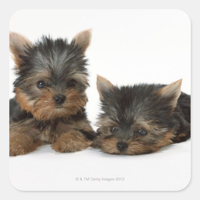 Adesivo Quadrado Yorkshire Terrier (Frente)