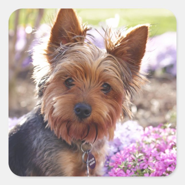 Adesivo Quadrado Yorkshire Terrier (Frente)