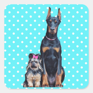 Adesivo Quadrado Yorkshire Terrier Doberman Bolinhas azuis