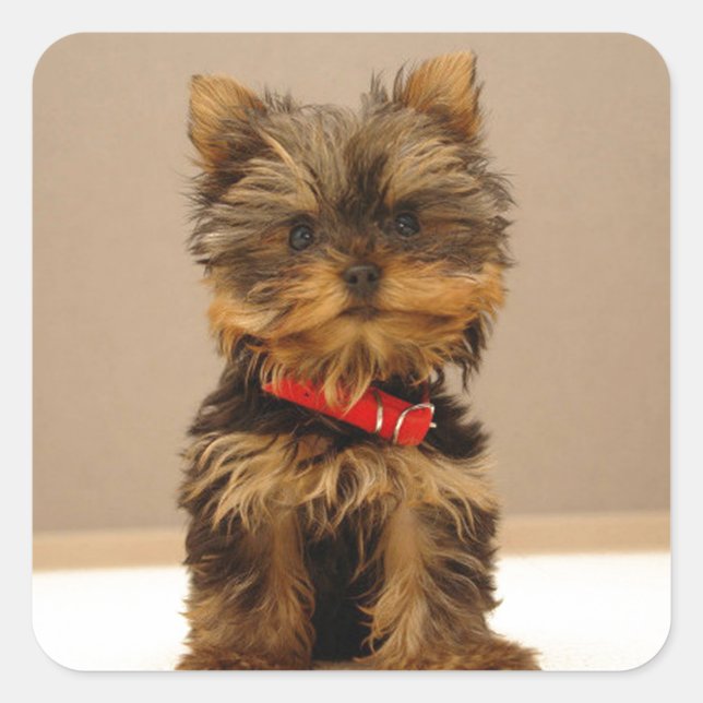 Adesivo Quadrado Yorkshire Terrier Puppy (Frente)