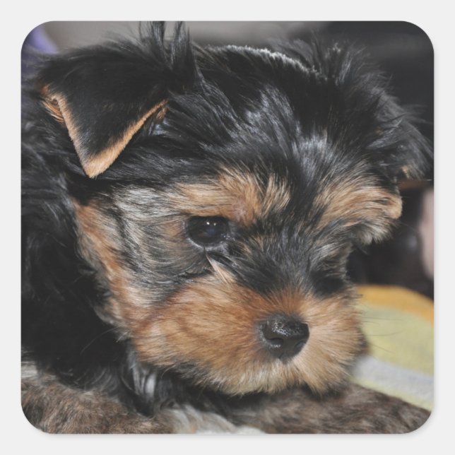 Adesivo Quadrado Yorkshire Terrier Square Sticker (Frente)
