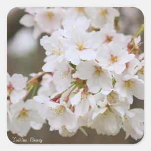 Adesivo Quadrado Yoshino Cherry [Selo Quadrado]