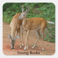 Young Buck Whitetail Deer