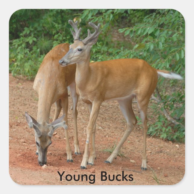 Adesivo Quadrado Young Buck Whitetail Deer (Frente)