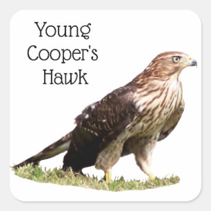 Adesivo Quadrado Young Cooper's Hawk