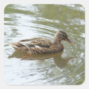 Adesivo Quadrado Young Mallard Duck - Roath Park Lake, Cardiff, Rei