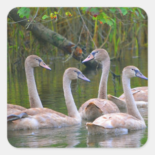 Adesivo Quadrado Young Swans Sticker