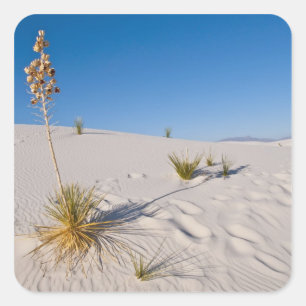 Adesivo Quadrado Yucca Soaptree, sombra longa, Dunas Transversais