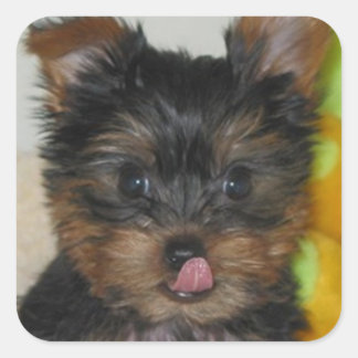 Adesivo Quadrado Zach Pup Sticker