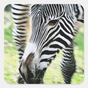 Adesivo Quadrado Zebra, close-up, foco seletivo