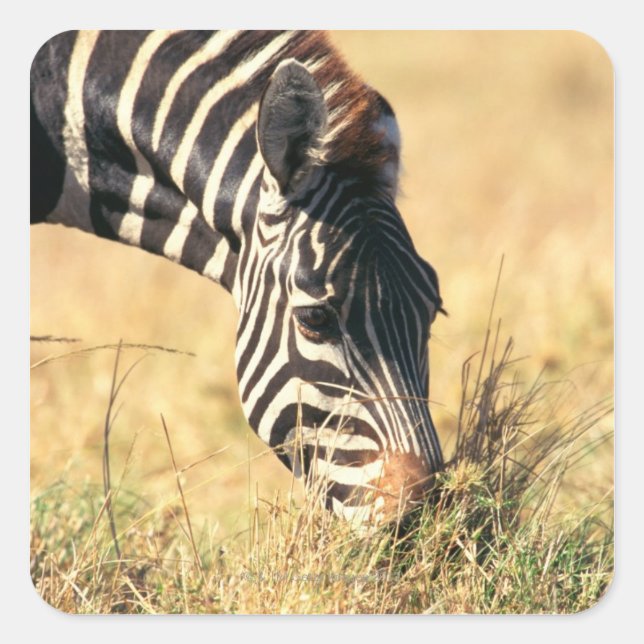 Adesivo Quadrado zebra de Burchell 2 (Frente)