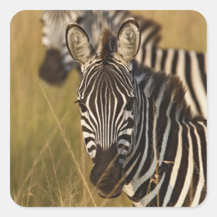 Adesivo Quadrado Zebra-de-Burchell em grama alta de verão, Masai