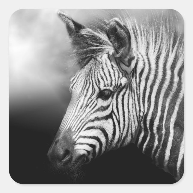 Adesivo Quadrado Zebra Foal (Frente)