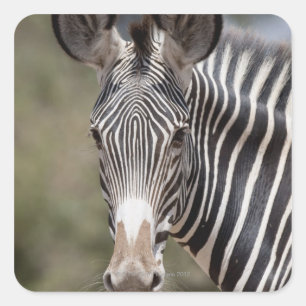 Adesivo Quadrado Zebra, Kenya, África