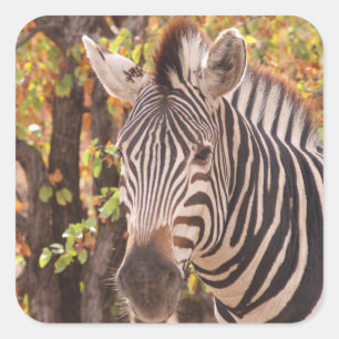 Adesivo Quadrado zebra listrada se fecha em uma foto da floresta de