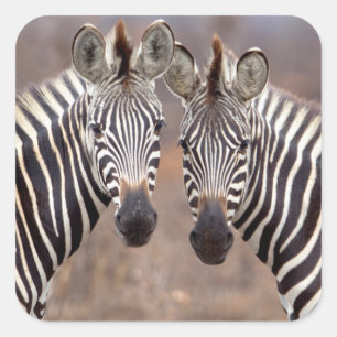 Adesivo Quadrado Zebras planas, Parque Nacional Kruger