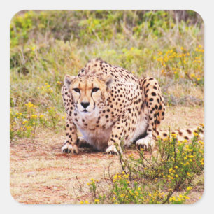 Adesivo Quadrado Zimbábue Cheetah Safari no Vídeo