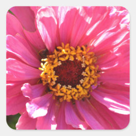 Adesivo Quadrado Zinnia Rosa
