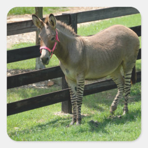 Adesivo Quadrado Zonkey name for part donkey and zebra