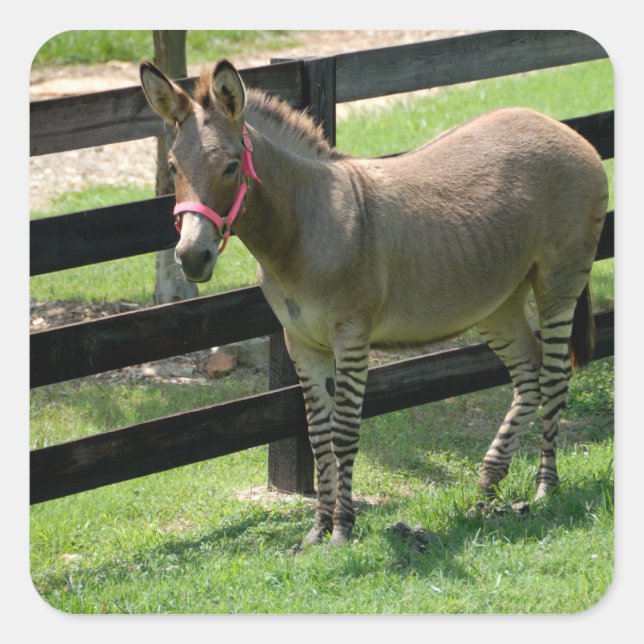 Adesivo Quadrado Zonkey name for part donkey and zebra (Frente)