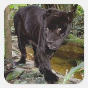 Adesivo Quadrado Zoológico da Cidade de Belize. Pantera negra