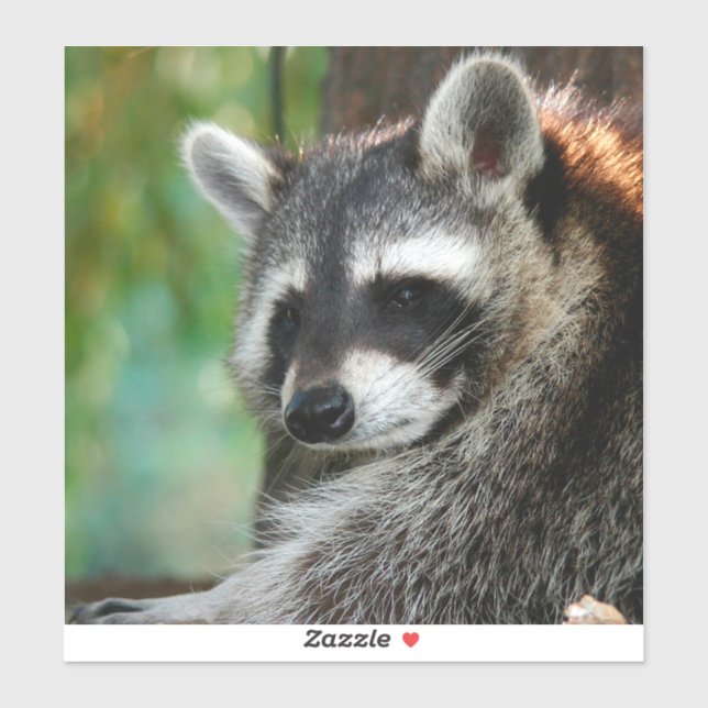 Adesivo Raccoon 001 (Folha)