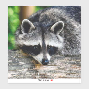 Adesivo Raccoon 003
