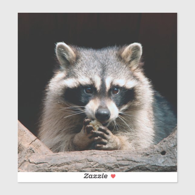 Adesivo Raccoon 004 (Folha)