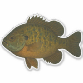 Adesivo recortado de Bluegill