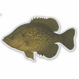 Adesivo Recortado de Crappie