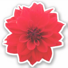 Adesivo Red Dahlia Floral