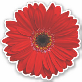 Adesivo Red Gerber Daisy Flower Kiss-Cut Sticker