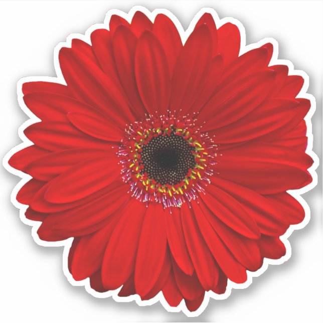Adesivo Red Gerber Daisy Flower Kiss-Cut Sticker (Frente)
