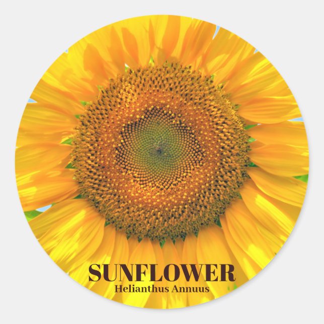 ADESIVO REDONDO ひまわり (Frente)