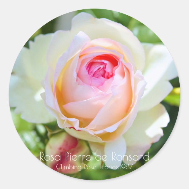 ADESIVO REDONDO ピエール・ドゥ・ロンサール (Frente)