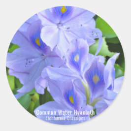 ADESIVO REDONDO ホテイアオイ