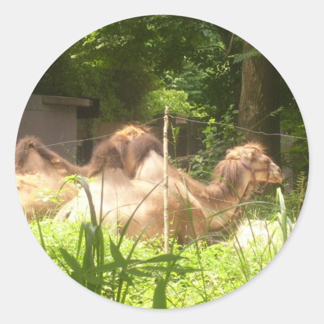 Adesivo Redondo 100_1373 - Camel Stickers (Frente)
