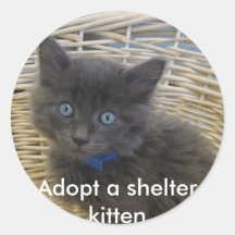 112907 petfinder 028, Adotar um gatinho de abrigo