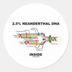 Adesivo Redondo 2,5% Dentro de ADN Neandertal (Replicação de ADN