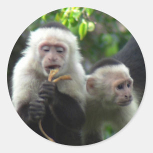 Adesivo Redondo 2 macacos brancos do Capuchin da cara