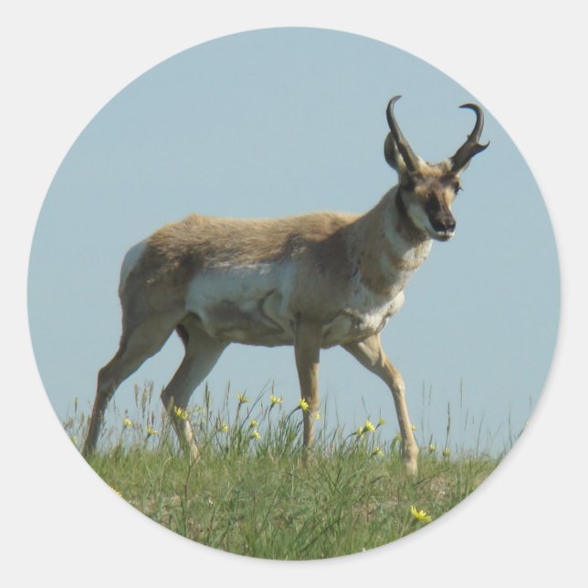 Adesivo Redondo A10 Pronghorn Antelope Walking Jogou Flores Selvag (Frente)