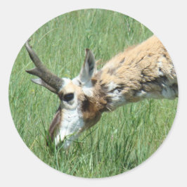 Adesivo Redondo A11 Pronghorn Antelope Grazing