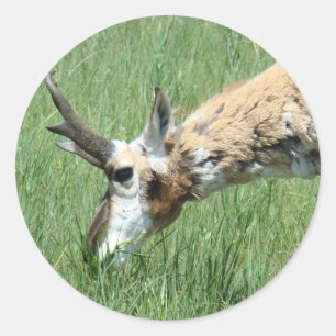 Adesivo Redondo A11 Pronghorn Antelope Grazing