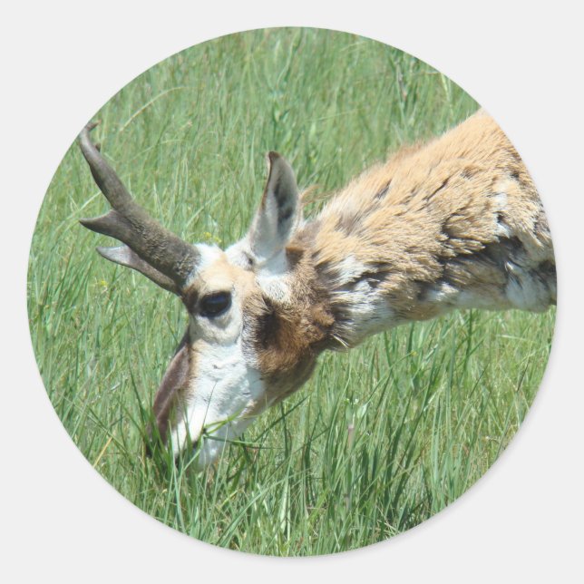 Adesivo Redondo A11 Pronghorn Antelope Grazing (Frente)