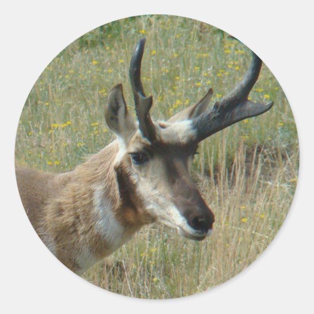 Adesivo Redondo A12 Pronghorn Antelope Buck (Frente)