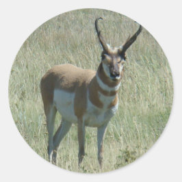 Adesivo Redondo A13 Pronghorn Antelope