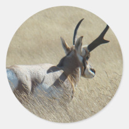 Adesivo Redondo A14 Antílope Pronghorn Sunshine Buck