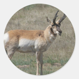 Adesivo Redondo A15 Antílope Pronghorn Macho Indelicado