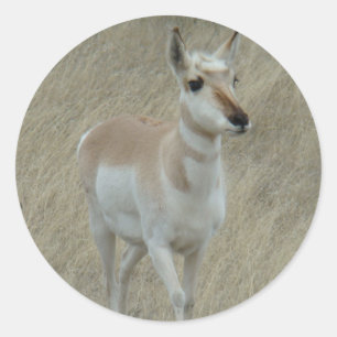 Adesivo Redondo A17 Pronghorn Antelope Youngster