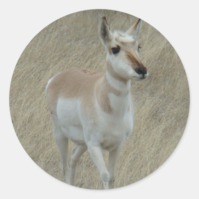 Adesivo Redondo A17 Pronghorn Antelope Youngster (Frente)